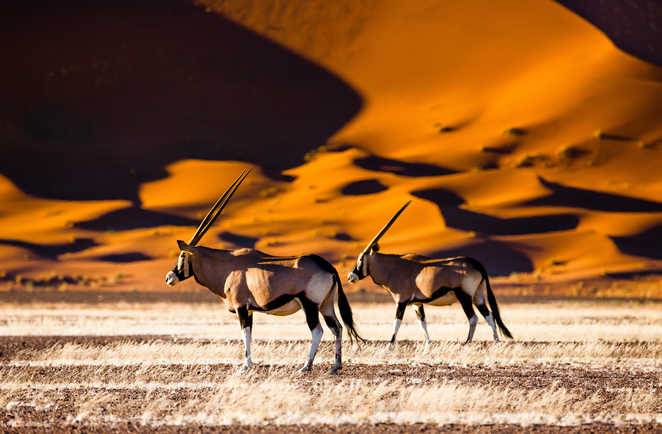 Oryx en Namibie