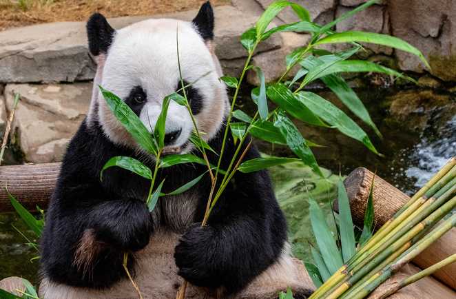 Panda au Tibet