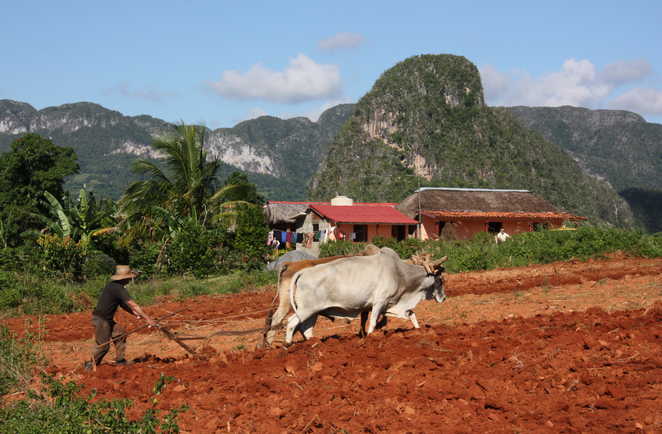 Paysan en train de labourer un champs dans la vallée de Vinalès à Cuba