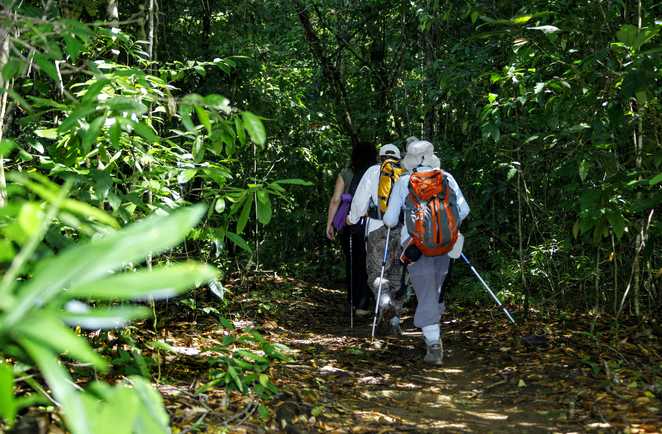 Petit groupe de randonneurs dans la forêt au Costa Rica