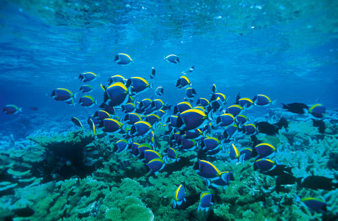 plongée sous marine Aqaba
