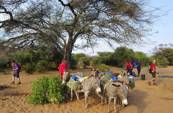 Portage du campement par les ânes au Kenya