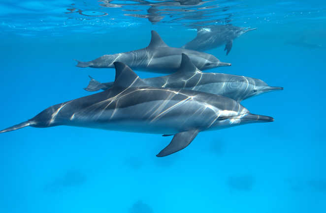 Portrait de famille des dauphins de Sataya