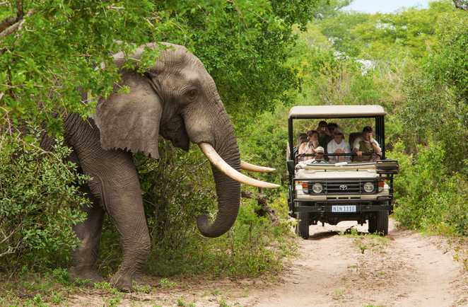 Safari elephant 4x4 kruger reserve parc animalier