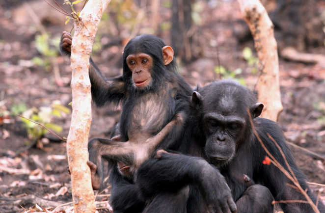 Singe en Tanzanie