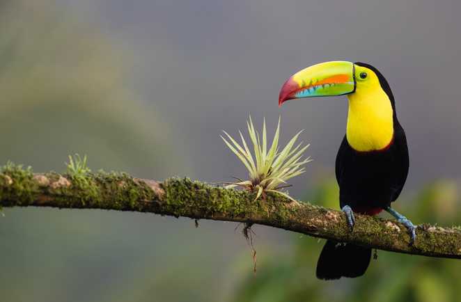 toucan, faune, costa rica, oiseau