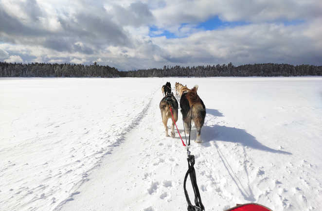 Traineau à chiens sur le lac Taureau gelé