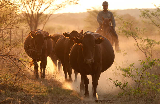 Tri et rassemblement de vaches en Afrique du Sud