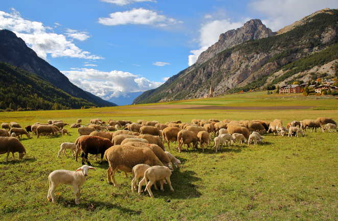 Troupeau de moutons avec le village de Ceillac en toile de fond, Queyras, Alpes du sud