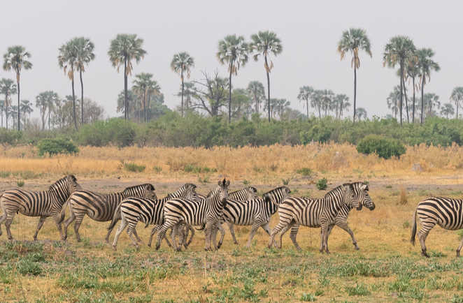 Troupeau de Zèbres, Botswana