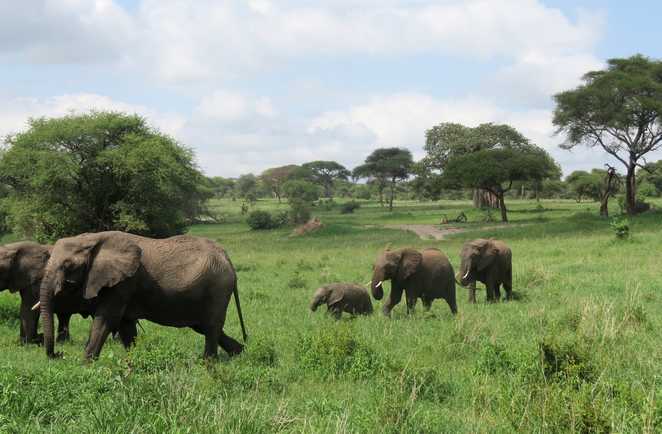 Troupeau d'éléphants dans le parc de Tarangire en Tanzanie