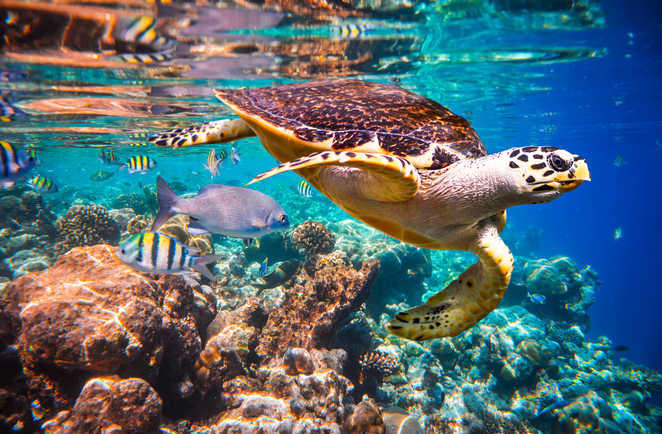 Une tortue de mer aux Maldives