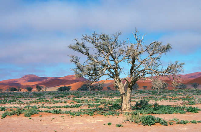 Vers les dunes rouge d Sossusvlei dans le désert du Namib en Namibie