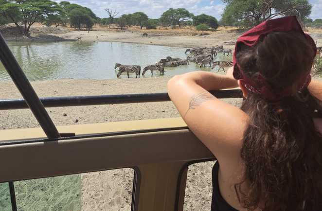 Voyageuse devant des zèbres lors d'un safari au parc de Tarangire en Tanzanie