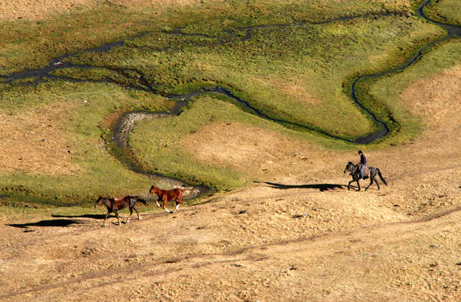 Vue sur un cavalier suivant des chevaux sauvages au milieu des plaines en Kirghizie