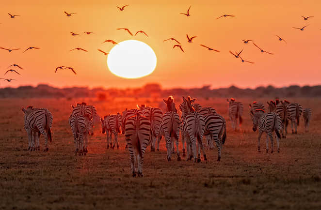 Zèbres dans une plaine au Botswana