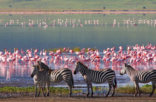 Zèbres et flamants, le défi des couleurs au Ngorongoro Tanzanie