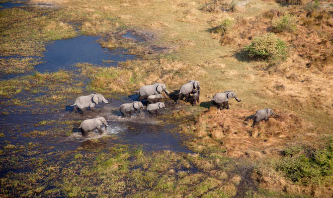 Voyage à pied : Aventure et safari au Botswana