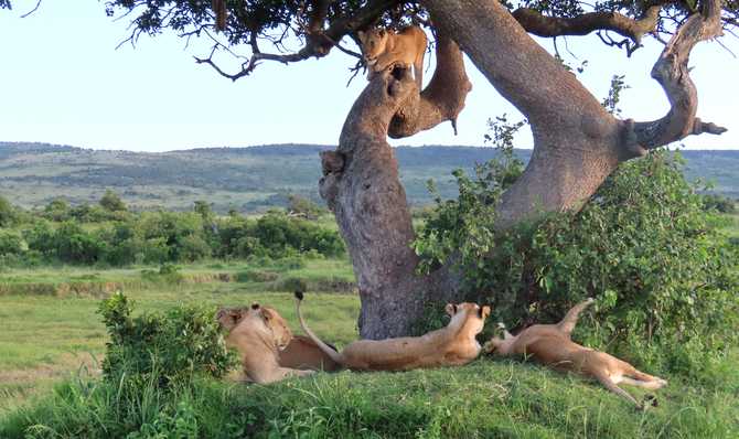 Trek - Safaris en lodge dans  les plus beaux parcs kényans