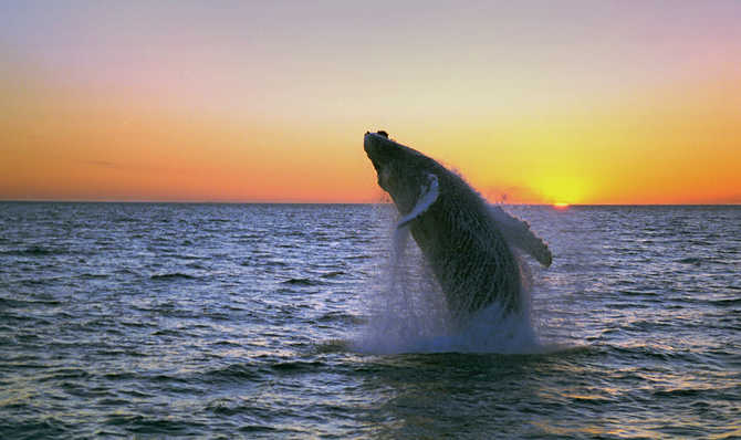 Voyage à pied : Gaspésie : des baleines aux Chic-Chocs