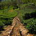 Les plantations de thé du Lipton Seat au Sri Lanka