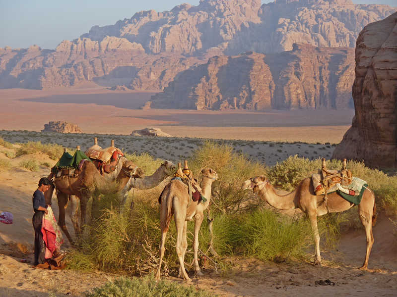 chameaux désert wadi rum © Bonnemaison Olivier