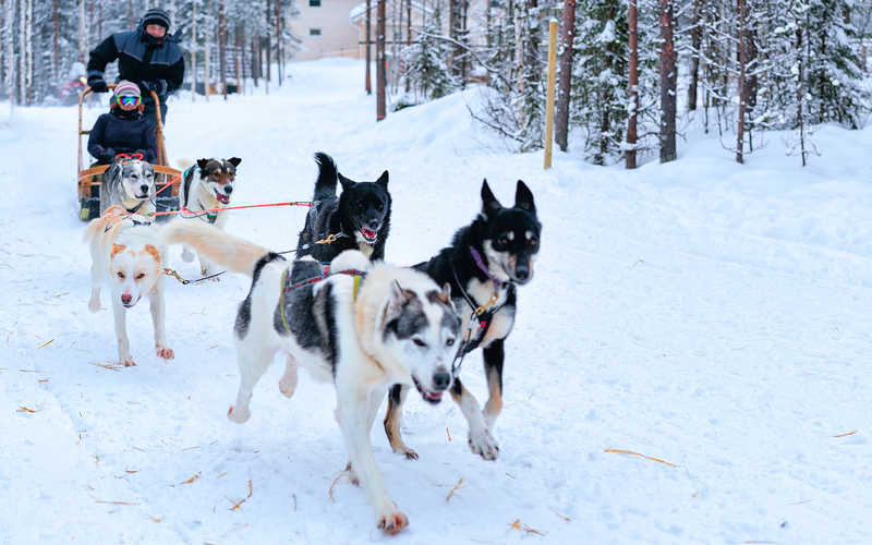 Chien de traineau en finlande