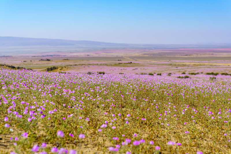 Floraison du désert d'Atacama, Chili