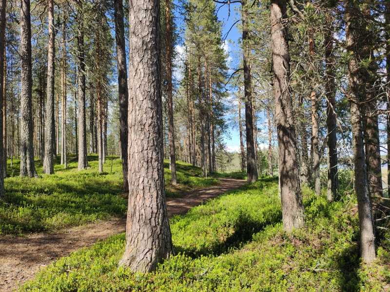 Forêt de pins en Finlande © Pinon Marion