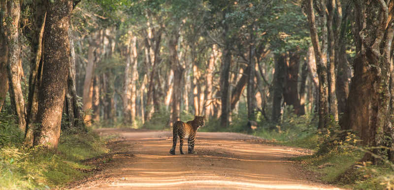 leopard wilpattu national park Sri Lanka