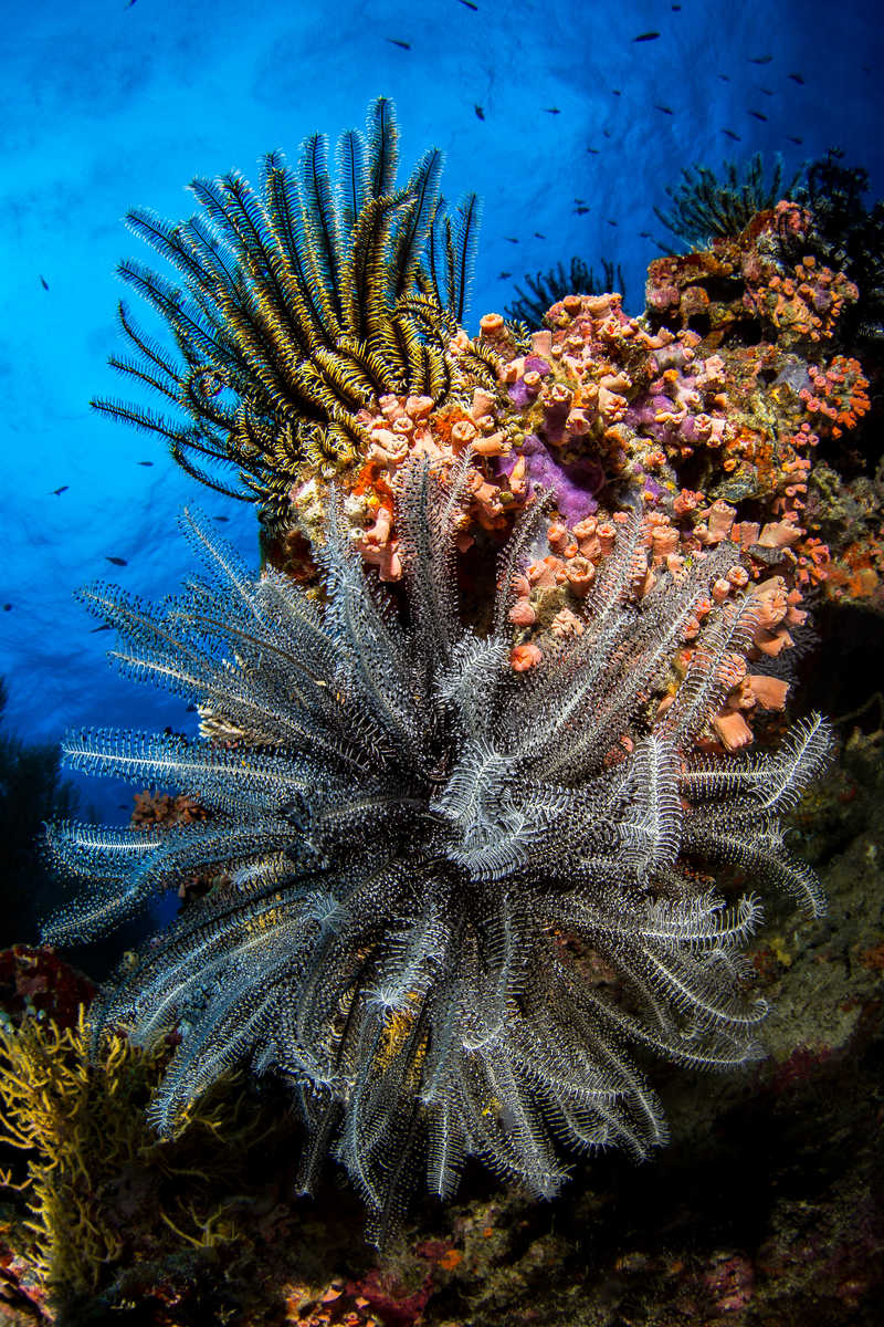 Les comatules, étranges cousines des étoiles de mer © Dudenhofer Fabrice