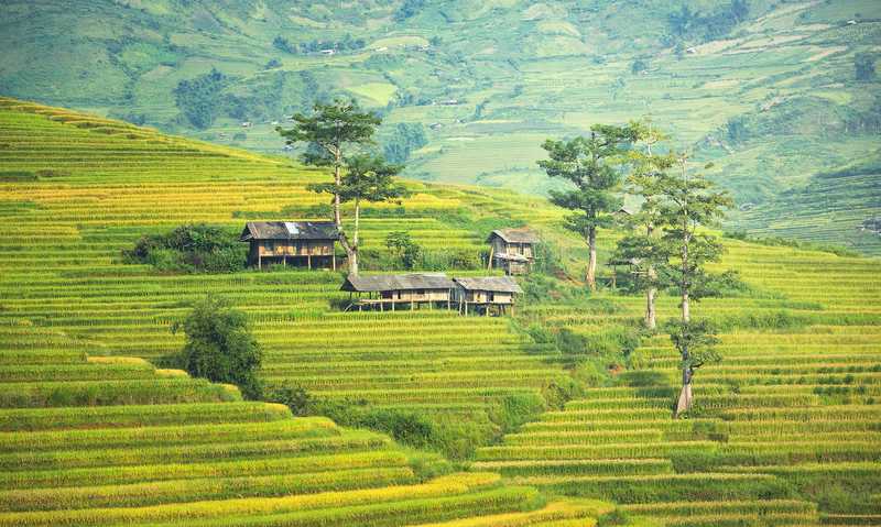 Les rizières en terrasses du nord Vietnam © pixabay