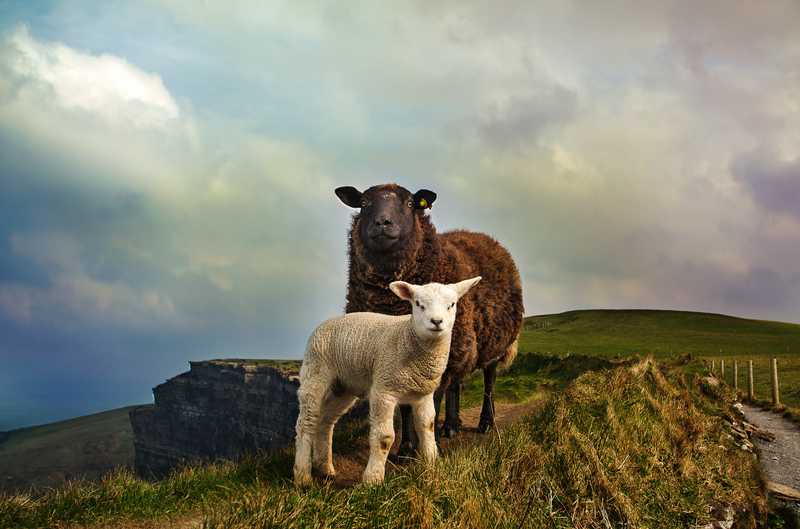 Moutons, falaise, Burren © Unsplash