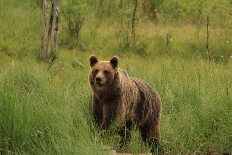 Observation des ours en Finlande
