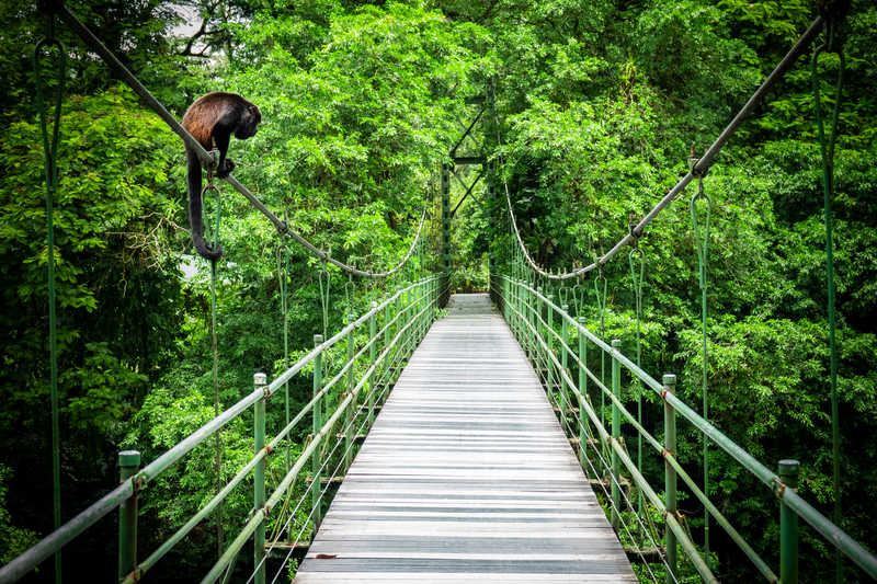 Pont suspendu au coeur de la jungle, un singe est perché sur un des câbles à gauche