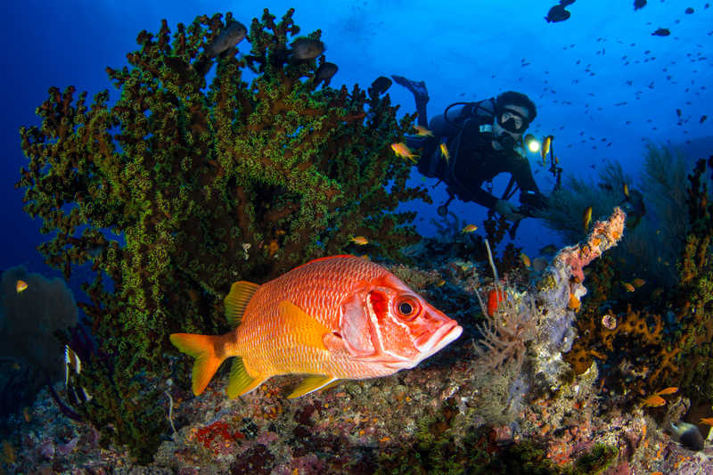 Près des coraux verts, le poisson soldat monte la garde © Dudenhofer Fabrice