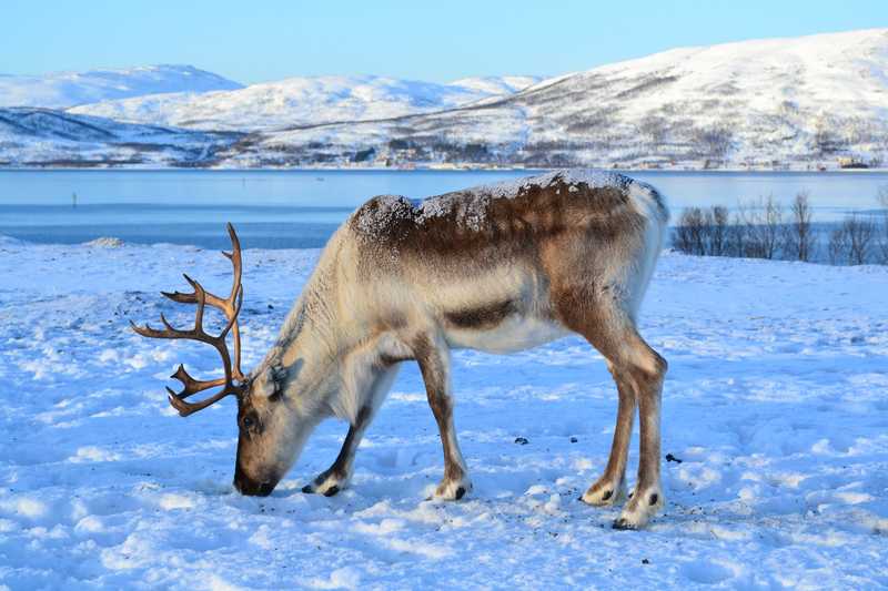 Renne dans la neige en Laponie © Dgt Tifenn