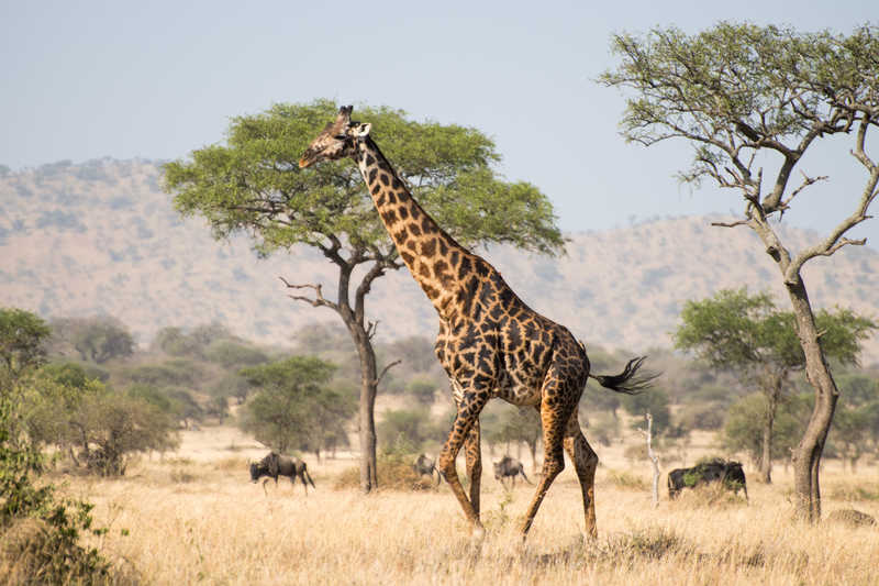 Scène dans le Serengeti