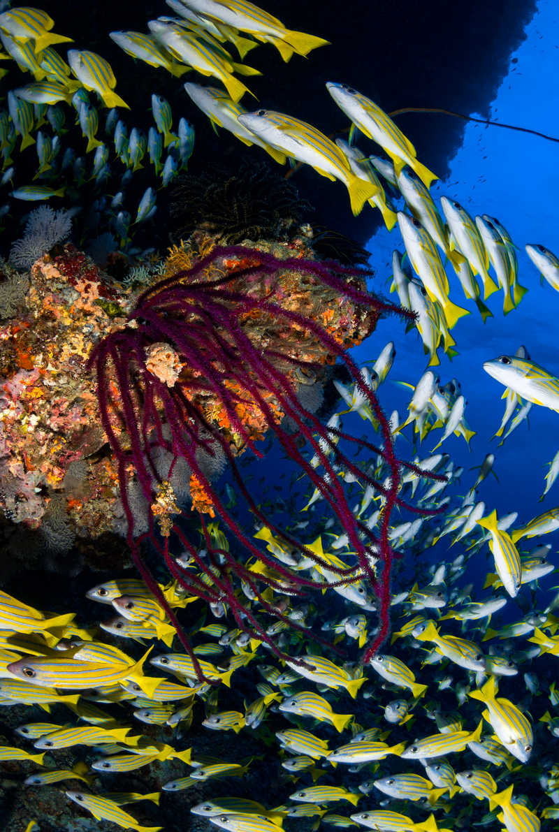 Tourbillon de poissons éclatants et récifs multicolores : bienvenue aux Maldives © Dudenhofer Fabrice