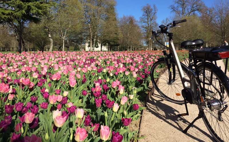 Vélo électrique devant le bandeau de tulipes à Cheverny © Cheverny Voyages