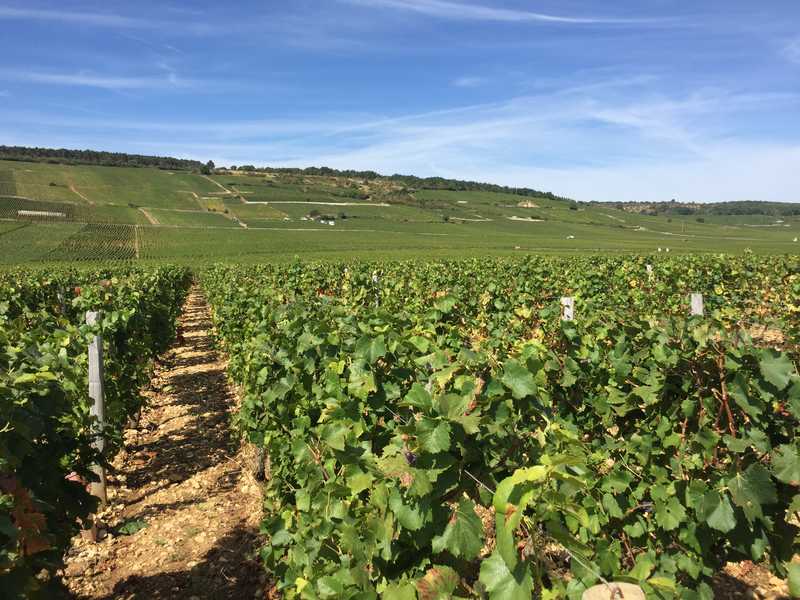 vignes Bourgogne Sud © France A Velo