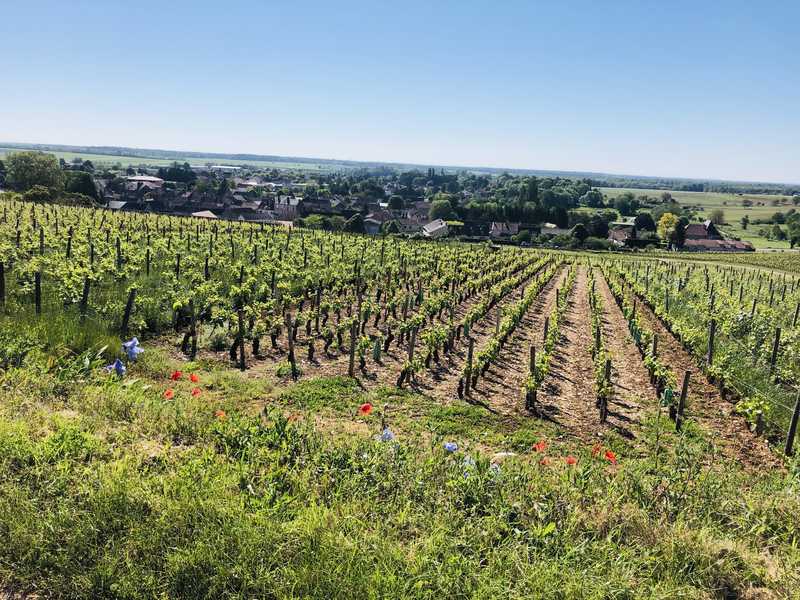 Vignoble en Bourgogne Sud © France A Velo