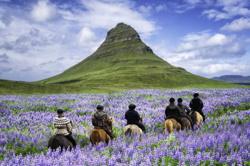 Cavaliers en randonnée dans un champ de fleur