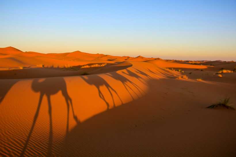 Randonnée chamelière dans le désert marocain
